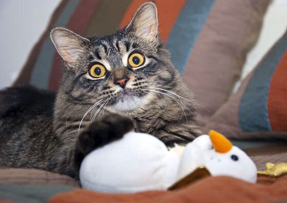 kaiyun中国官方网站-中国男足在巴黎奥运会比赛中以2-0战胜日本，奥运会足球赛中国男足