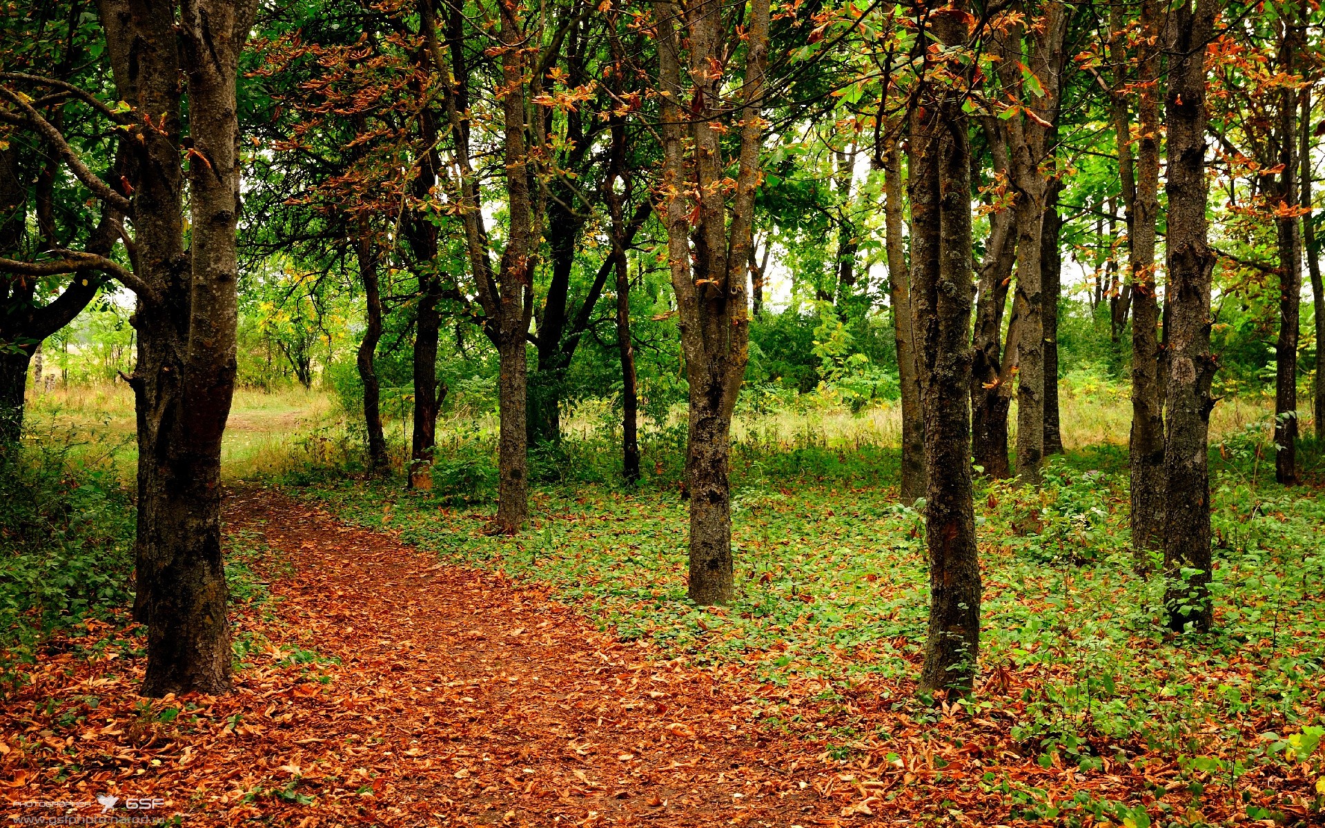 kaiyun官方网站-保利尼奥在2023赛季巴甲联赛中荣膺最佳射手，保利尼奥是巴西主力吗