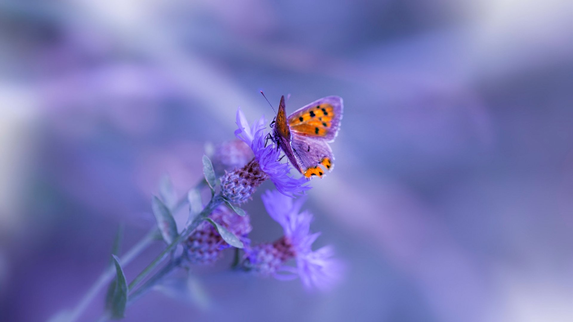 保利尼奥在2023赛季巴甲联赛中荣膺最佳射手，保利尼奥是巴西主力吗