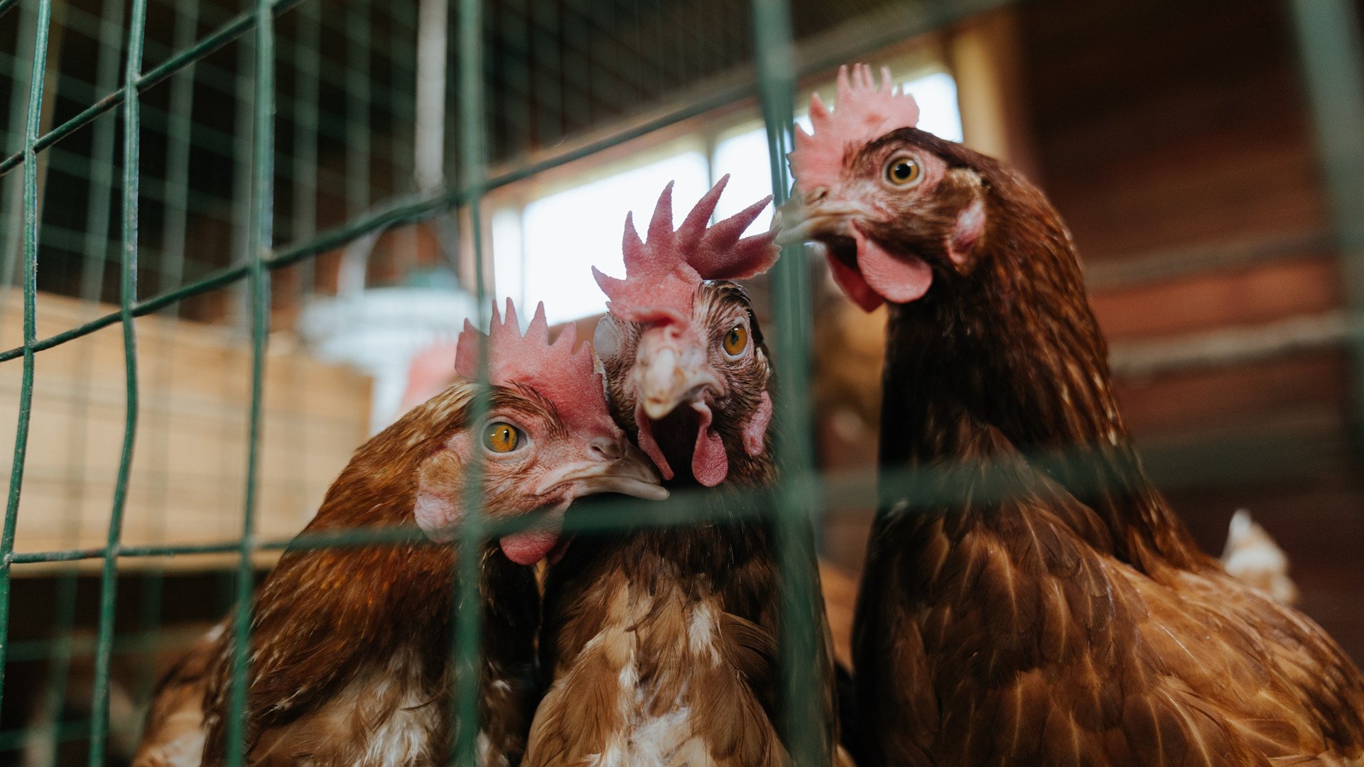 开云体育APP下载-印度代表团以28金、38银、41铜的成绩，位列奖牌榜第四。，印度派出史上最大的奥运代表团