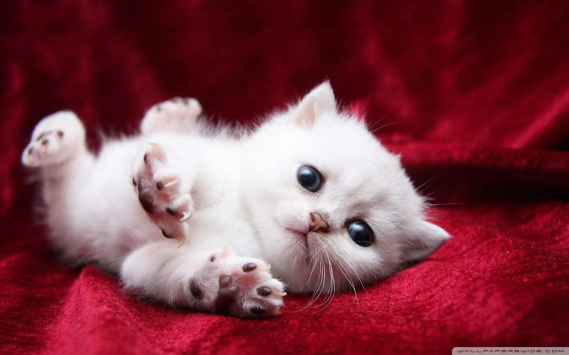 勇士队科尔教练签下3年续约合同，续写金州篇章，勇士主帅科尔