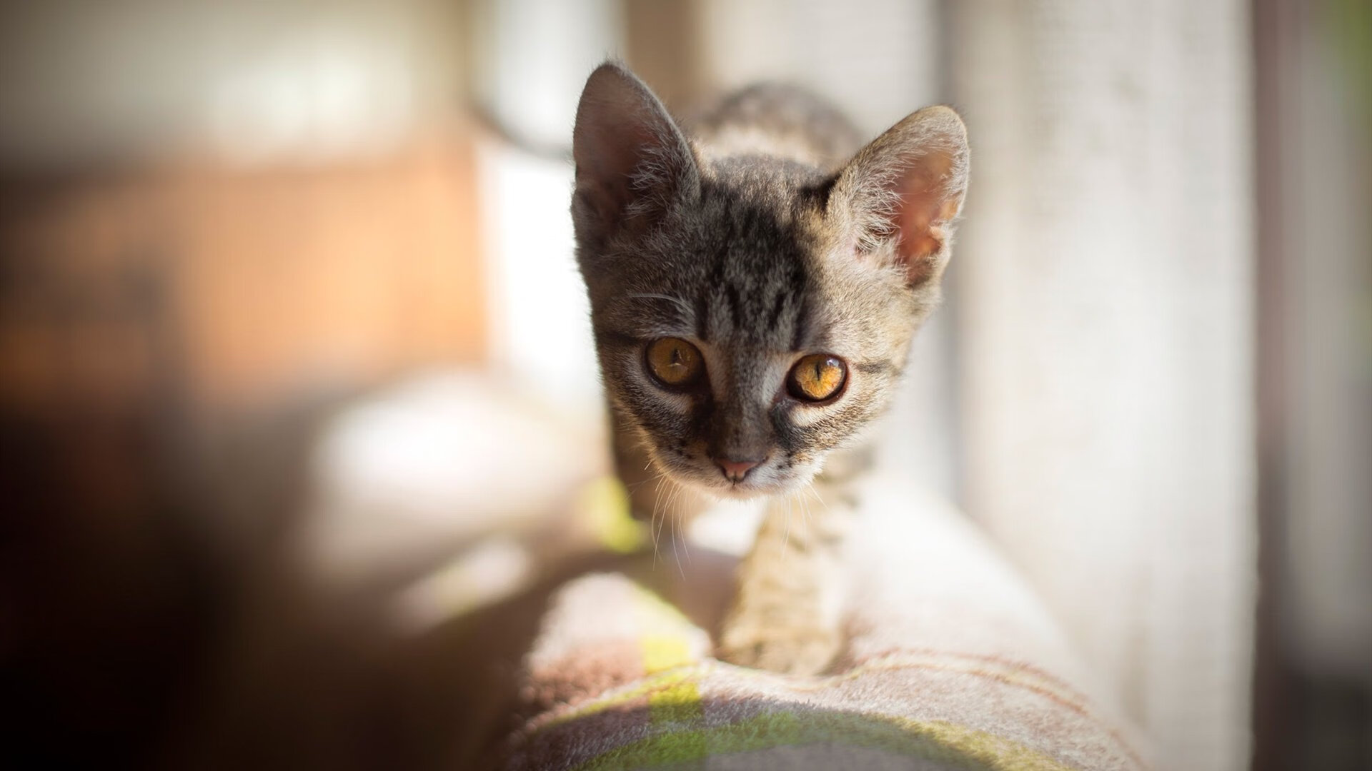 kaiyun体育app-意甲豪门争夺超级新星，转会谈判激烈，意甲转会一览2020