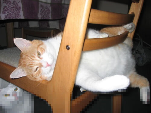 意甲豪门争夺超级新星，转会谈判激烈，意甲转会一览2020