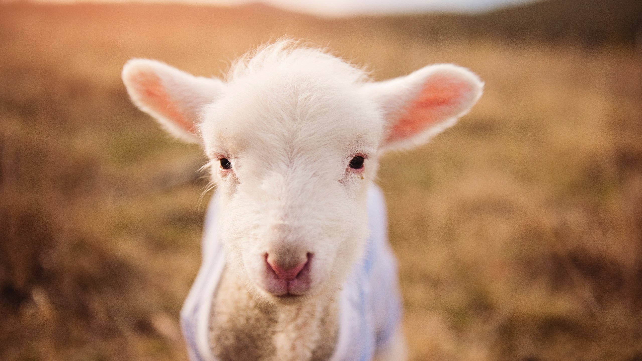 Kaiyun APP-马刺与多所高校共建“体育科研联合体”，马刺配合