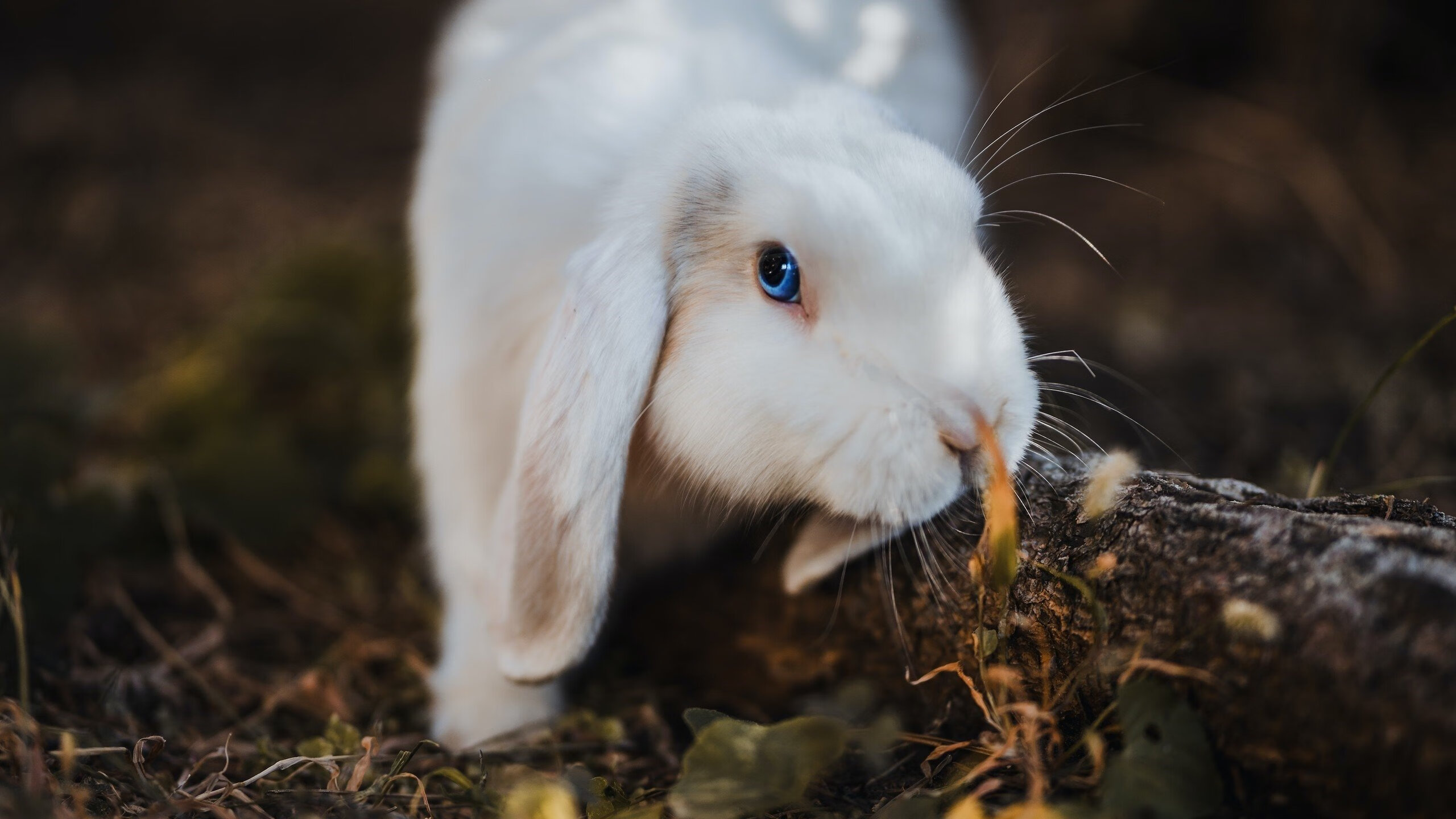 开云官网-Astralis 在 PGL Major 中获得亚军，astralis冠军有哪些
