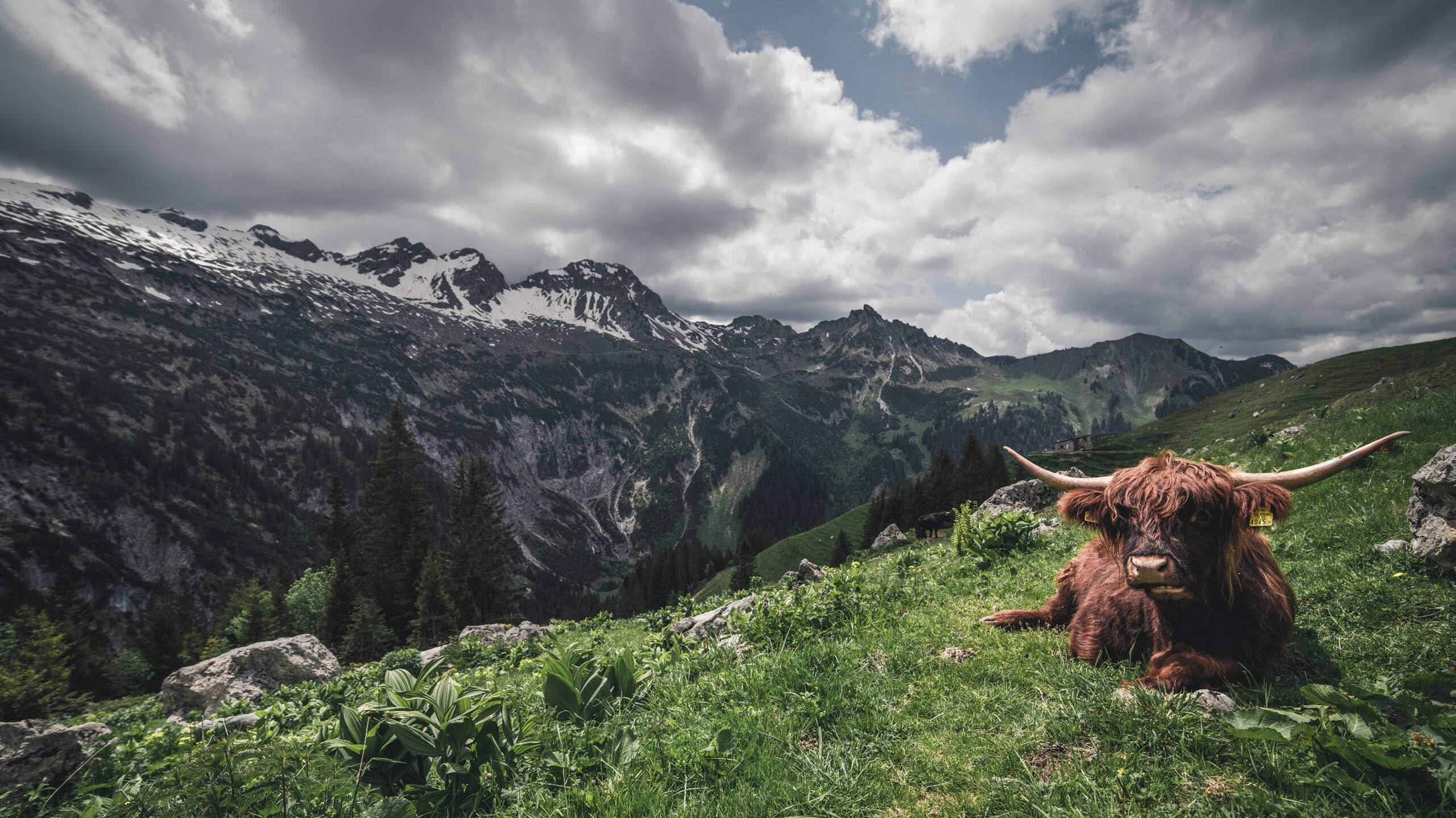 kaiyun登录入口-乌迪内斯中场受伤下场，影响球队节奏，乌迪内斯中场受伤下场,影响球队节奏吗