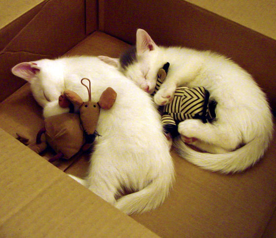 Kaiyun官方登录入口-中超联赛是否应限制外援数量以扶持本土，中超联赛允许几个外援上场