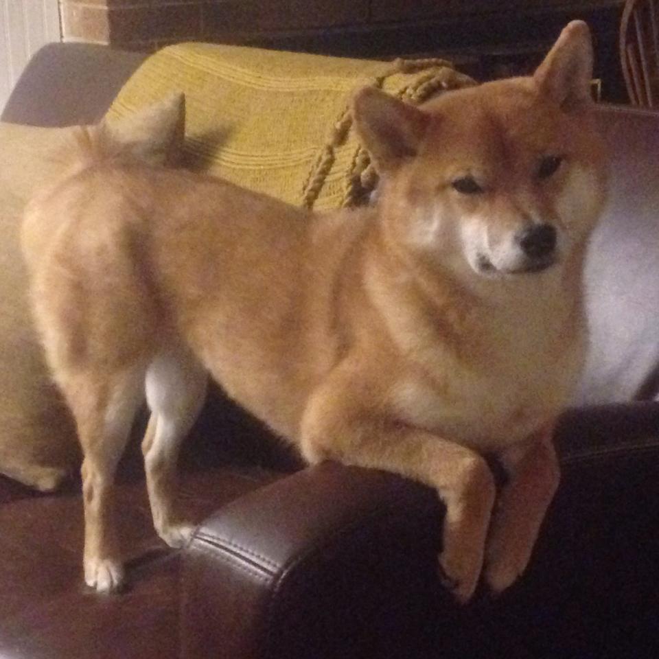 奥斯汀马刺防守表现稳健，马刺谁防奥尼尔