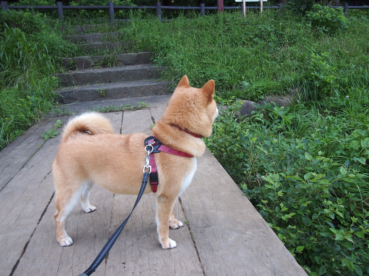 小牛队后卫状态回升 带领球队迈向胜利,小牛队人员