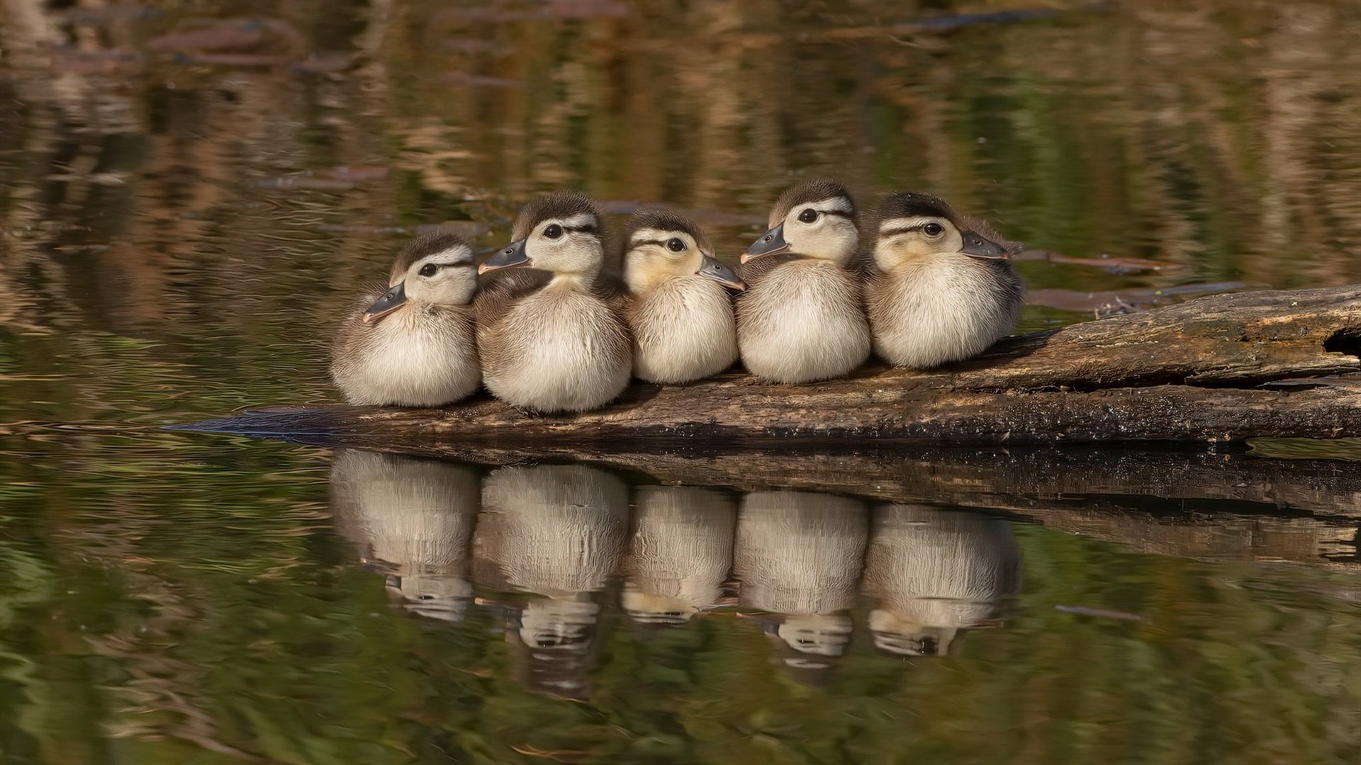 山东泰山锋线火力全开，泰山 主峰