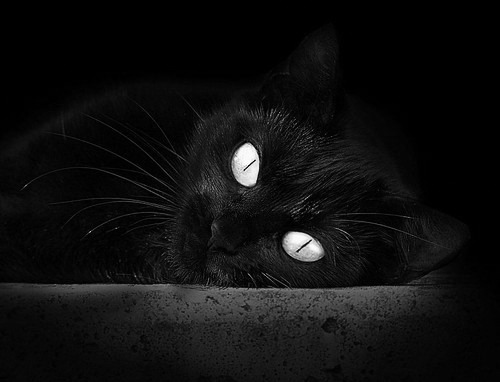 帕尔马-输给AC米兰，遭遇连败，帕尔马什么联赛