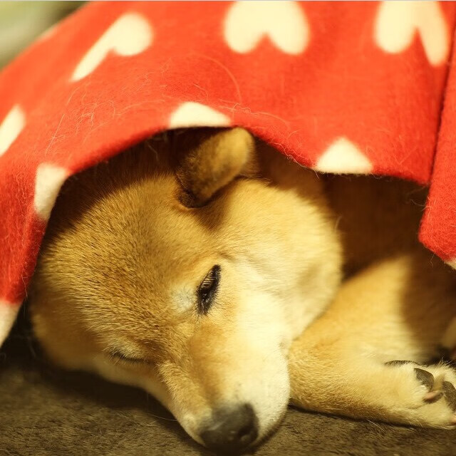 开云网站-意甲卫冕冠军调整战术谋求突破，致胜关键，意甲冠军统计