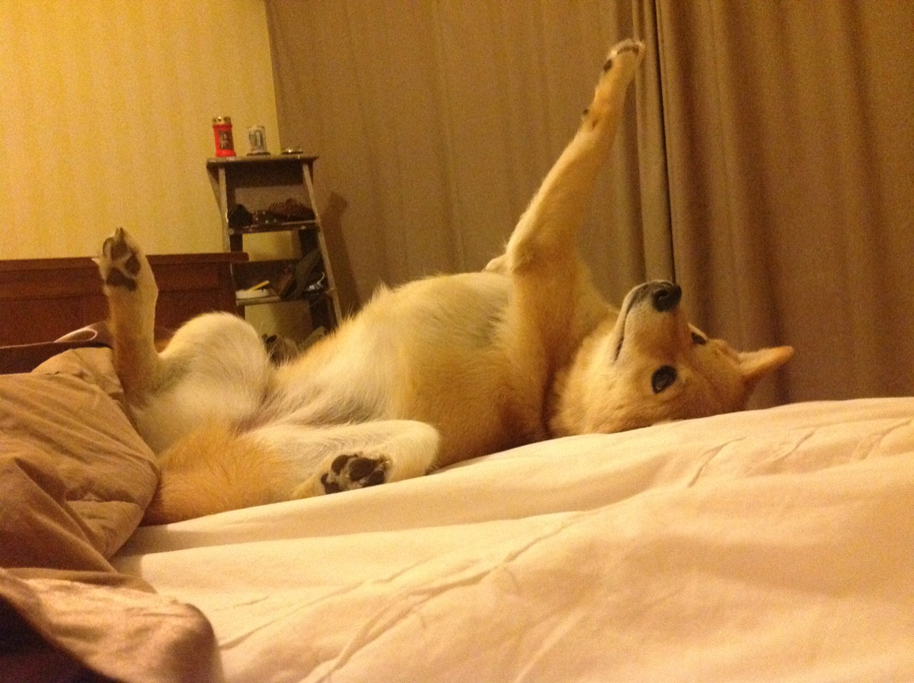 kaiyun网站-斯帕尔跃过障碍，波尔图豪取连胜，斯帕沃尔是什么人物