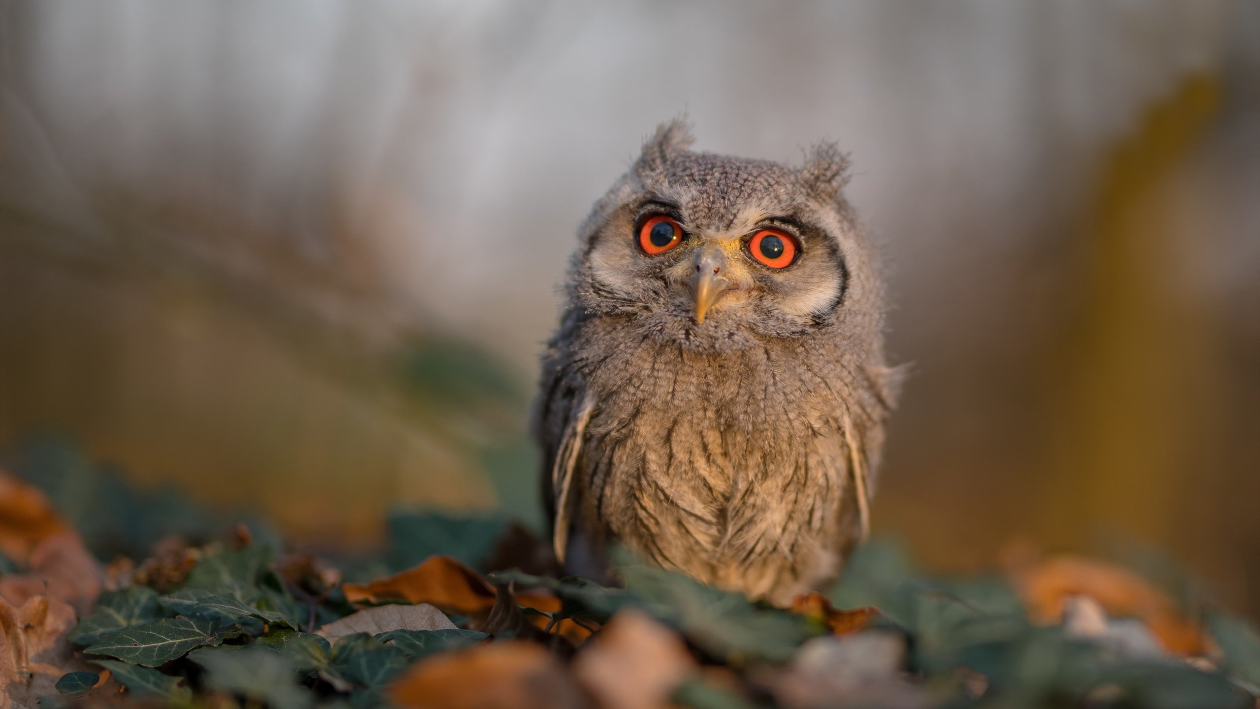 沙尔克主场平局，德甲保级形势略显稳定，德甲沙尔克对门兴直播