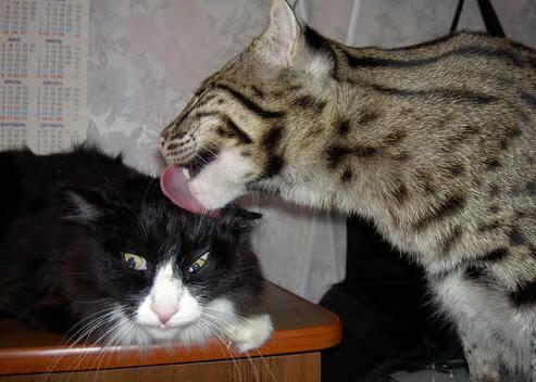 阿尔巴尼亚客场勇胜，欧洲杯梦想犹存，阿尔巴尼亚入场