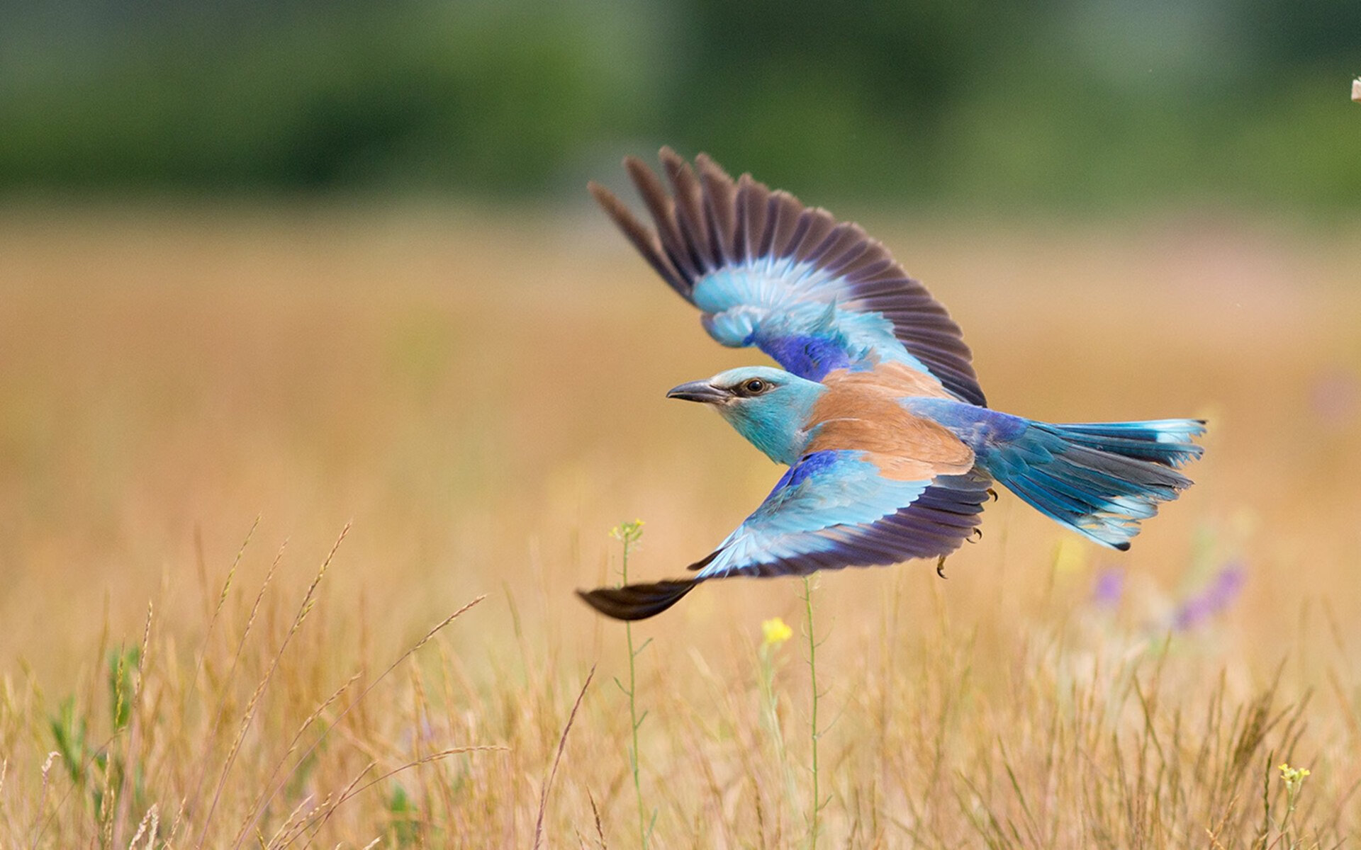 青岛男篮 防守效率提升，青岛男篮 防守效率提升多少