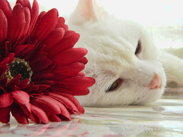 伊朗马术协会授予阿里·巴赫蒂亚里“年度最佳障碍赛骑手”称号。