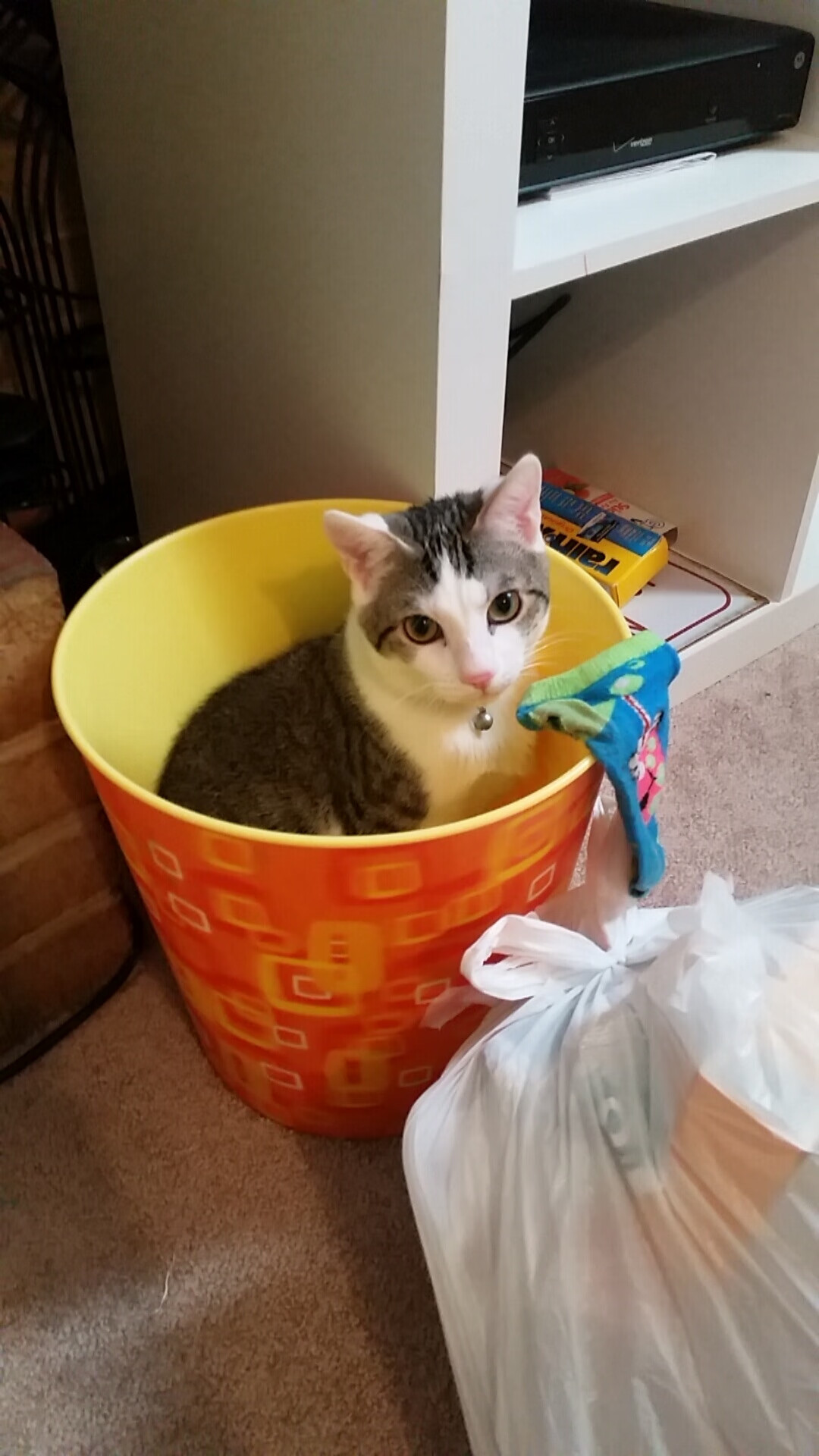 Kaiyun APP-大学生体育锻炼行为特征与干预机制研究，大学生体育锻炼行为的行动阶段