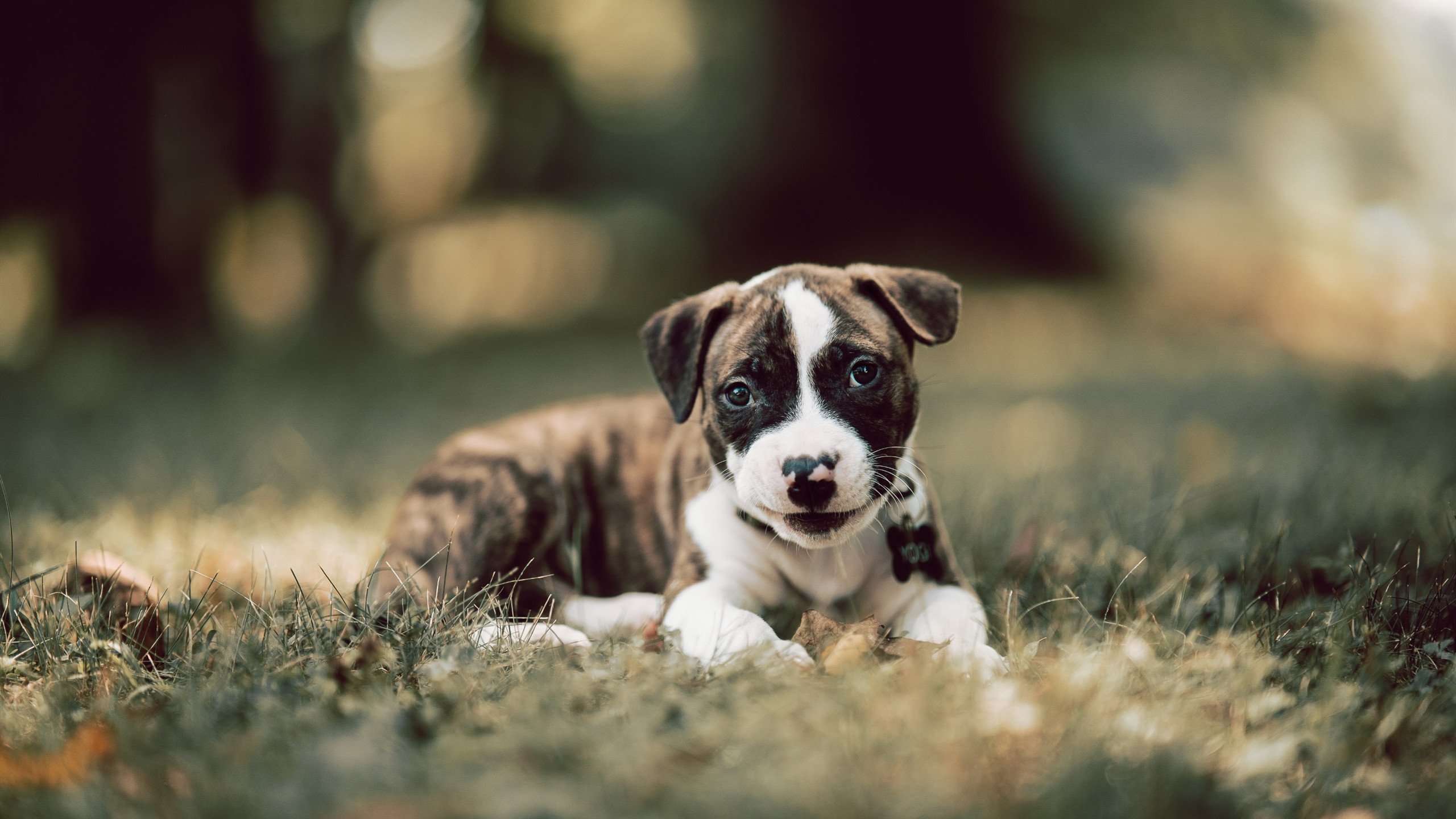 kaiyun官方网站-运动员训练数据智能分析，运动员数据表