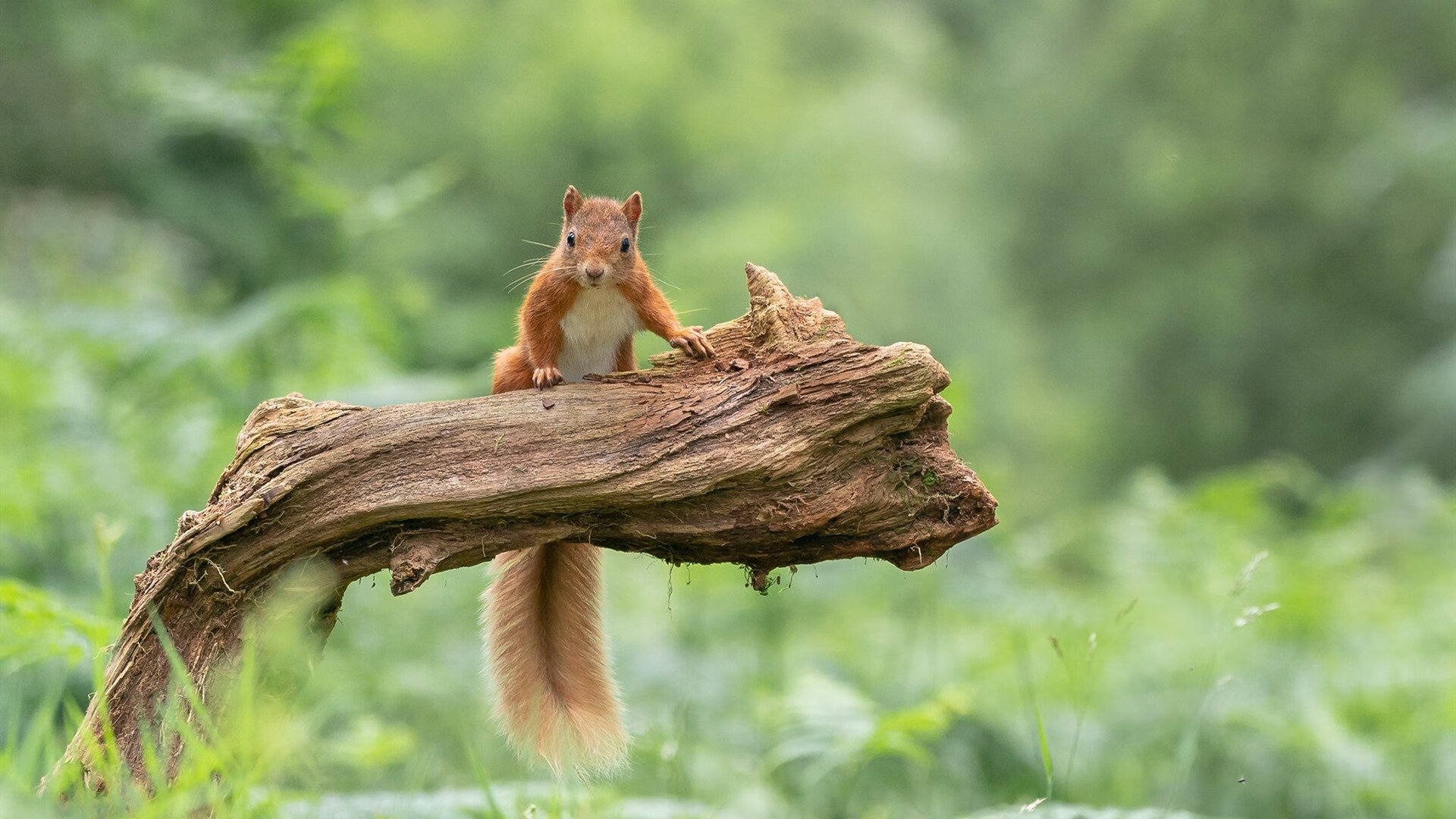 高原地区运动员训练适应机制研究，运动训练学高原训练措施