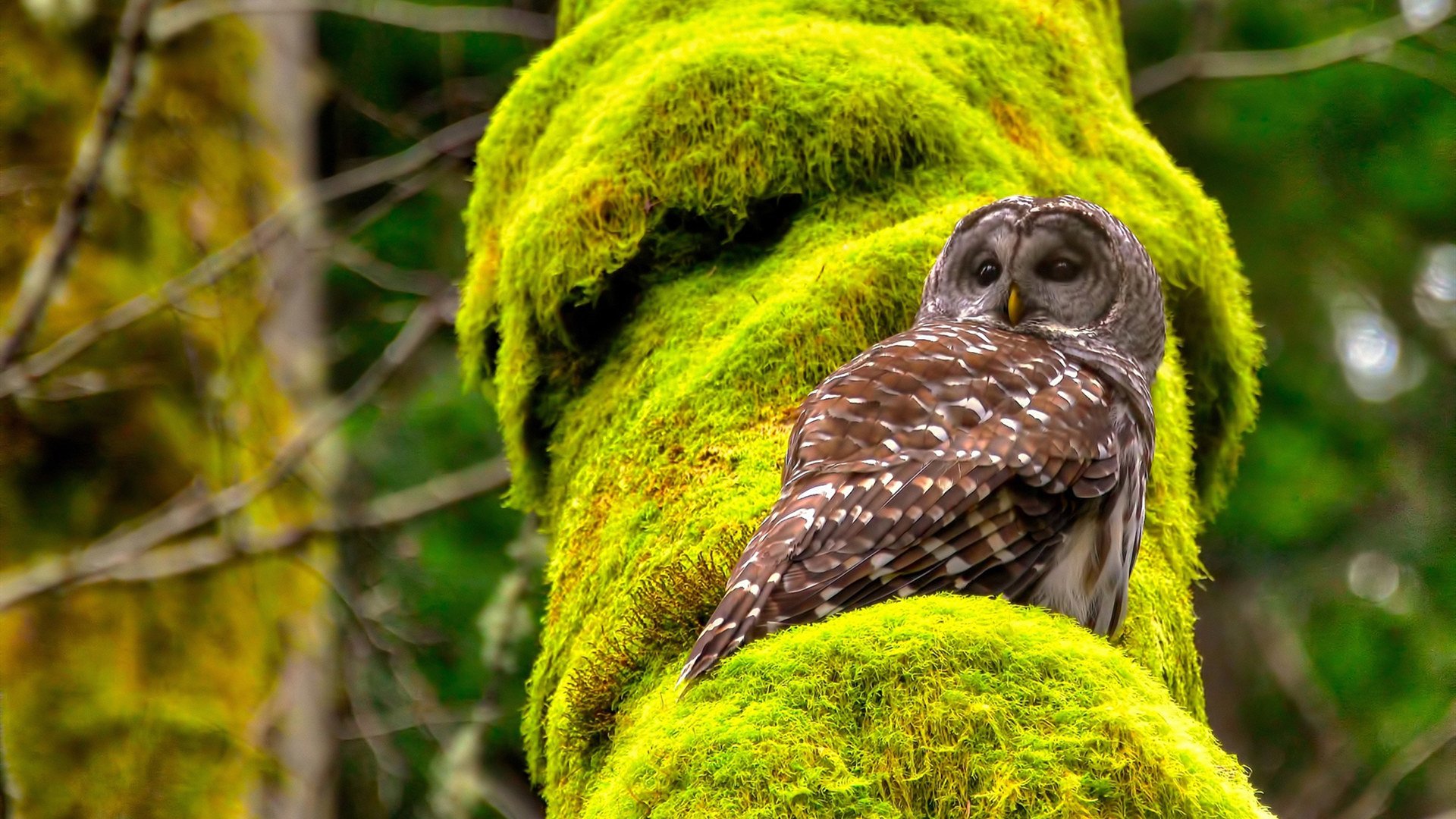 “沙滩赛场两大亮点：手球与合球同台竞技”