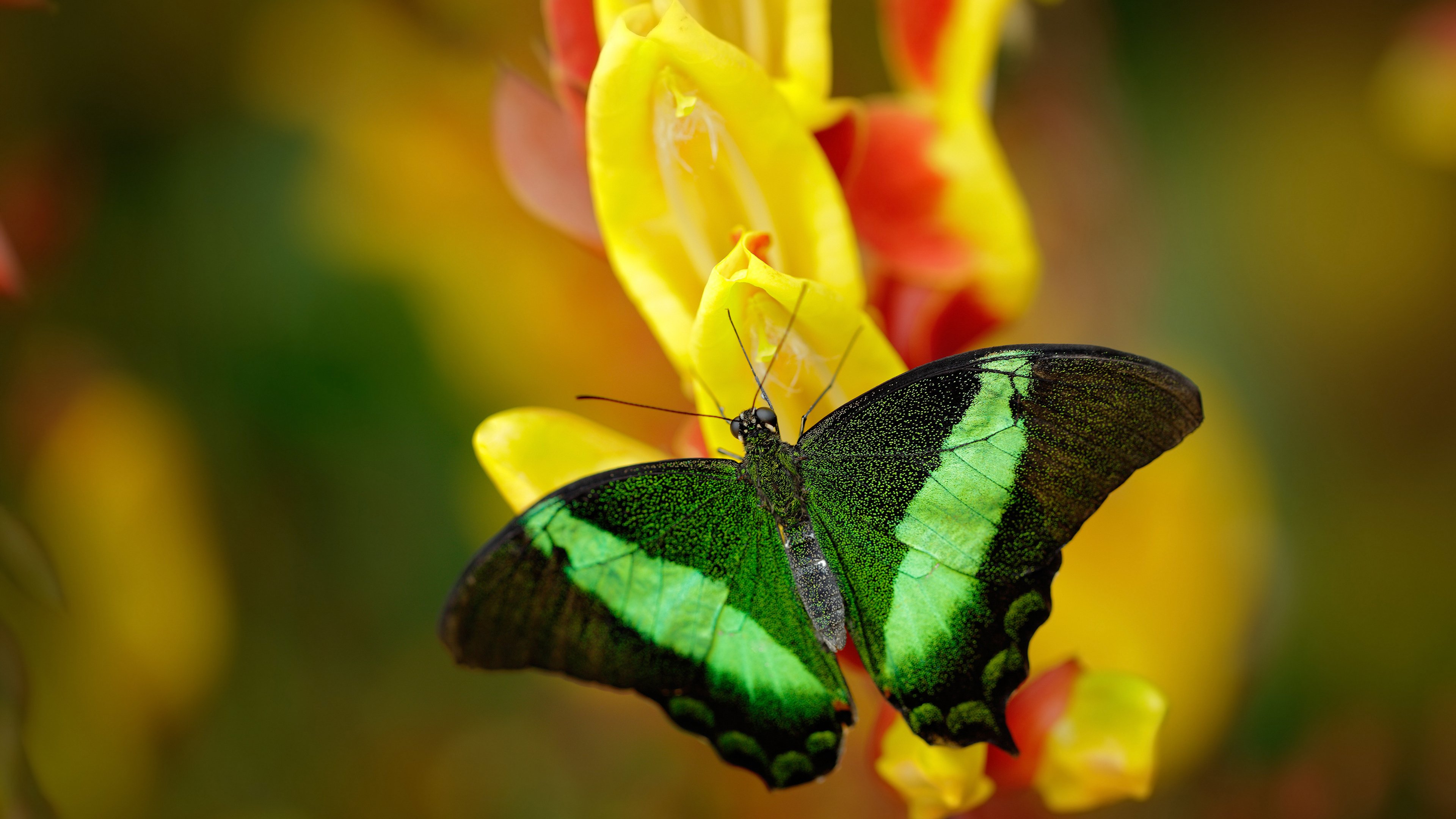 五大联赛是否因战术多样化导致节奏适配周期延长,五大联赛形势