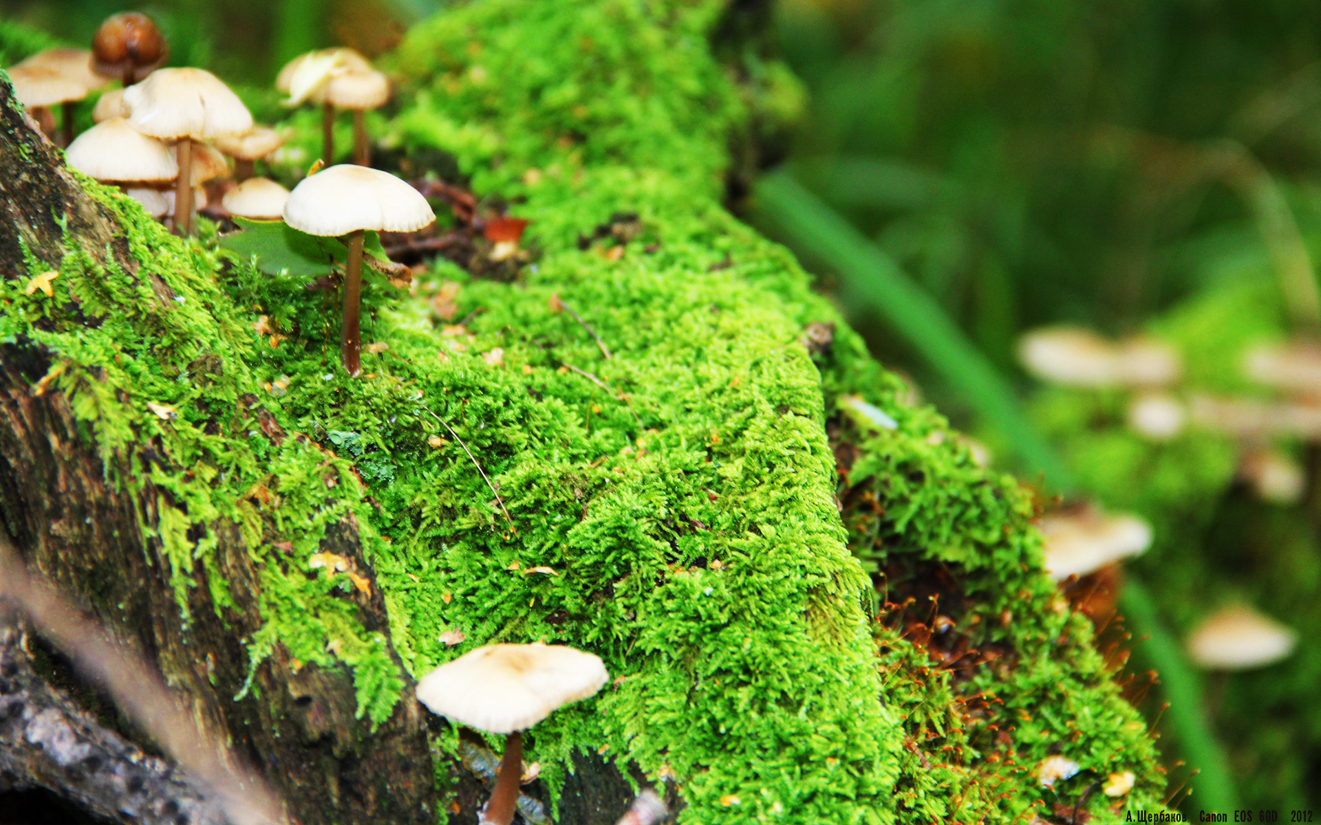 巴黎圣日耳曼战术调整遭质疑，巴黎圣日耳曼最新阵型