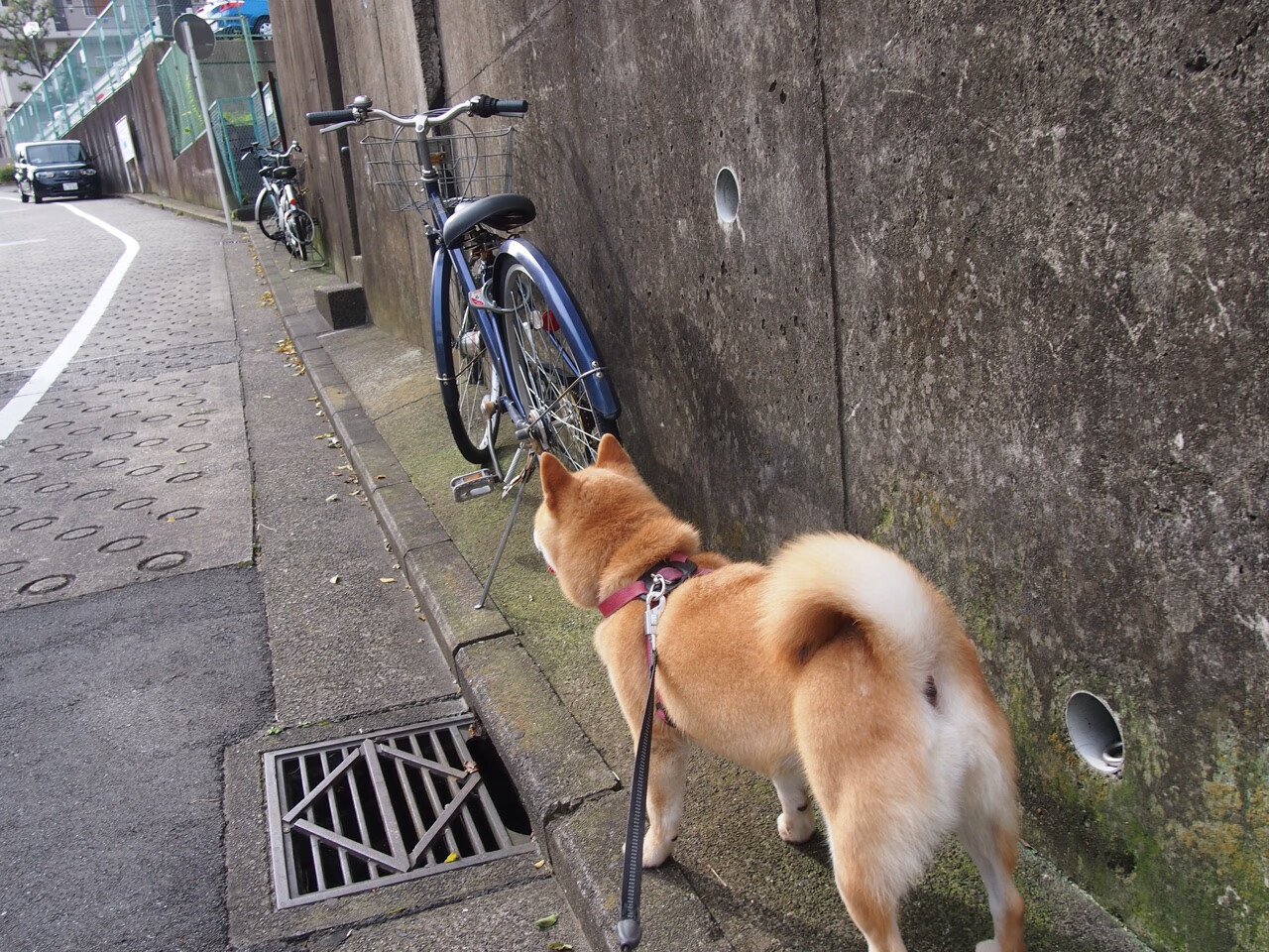 开云平台-快节奏打法是否更考验场上执行的即时反馈能力，快节奏举例