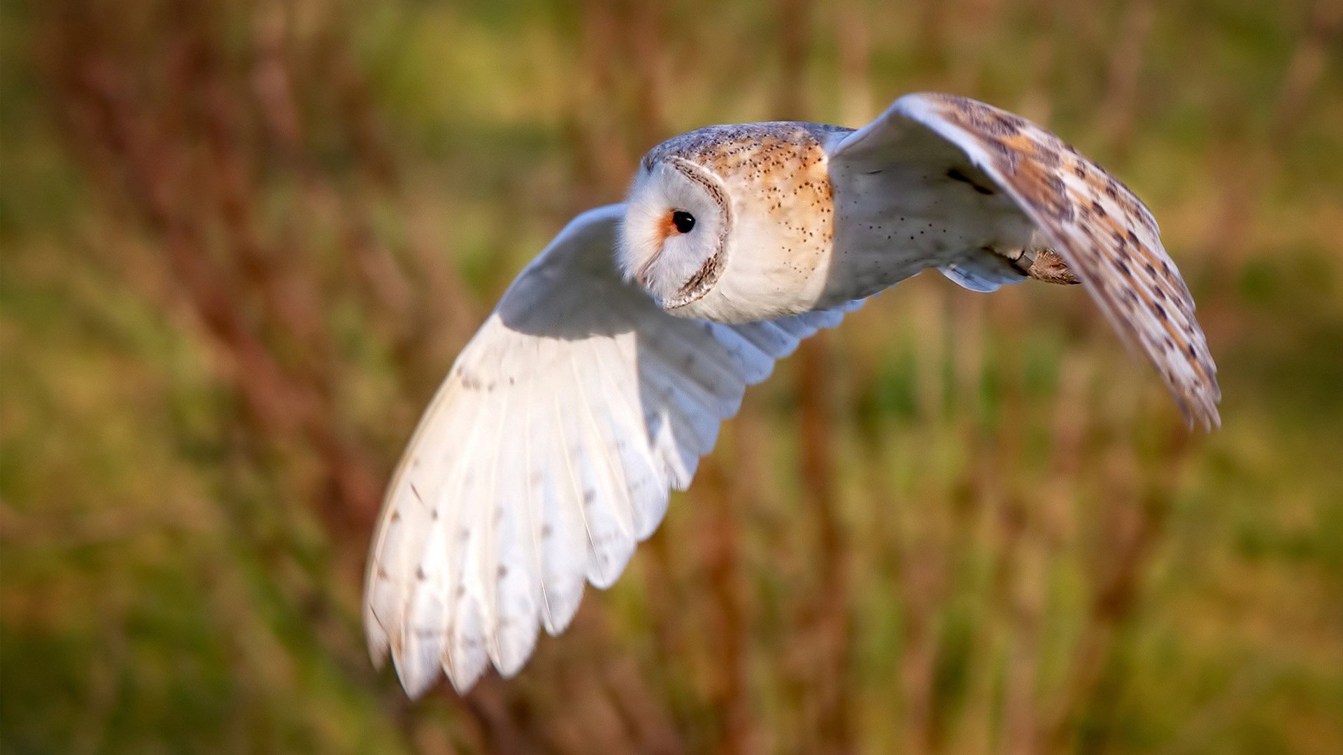 kaiyun登录入口-全运会闭幕东道主成绩优异，2025全运会东道主