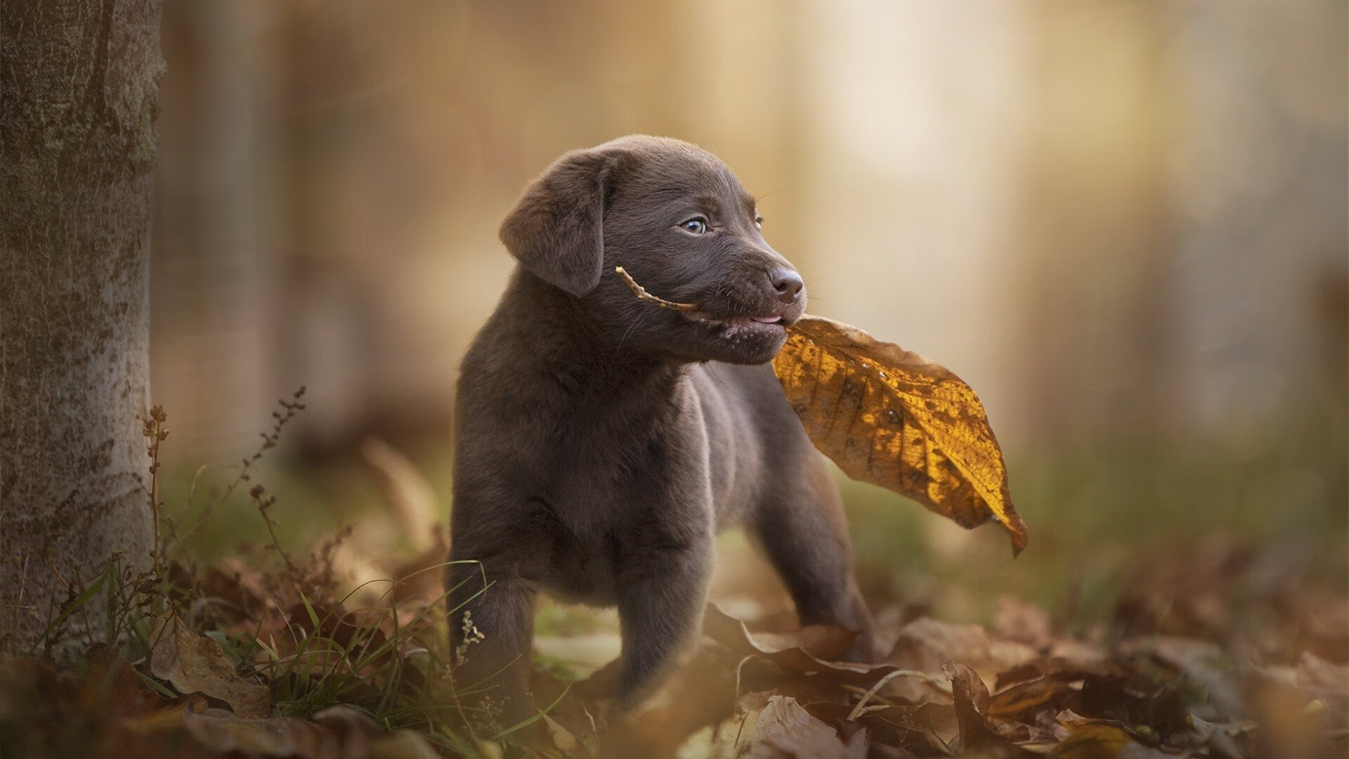 戴维·帕特森的精准判断力，使袋鼠队在紧张时刻轻松脱困，皮特戴维森多大