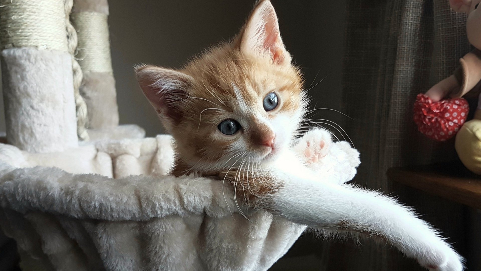 荷兰双人跳水组合发挥亮眼，荷兰跳水运动员