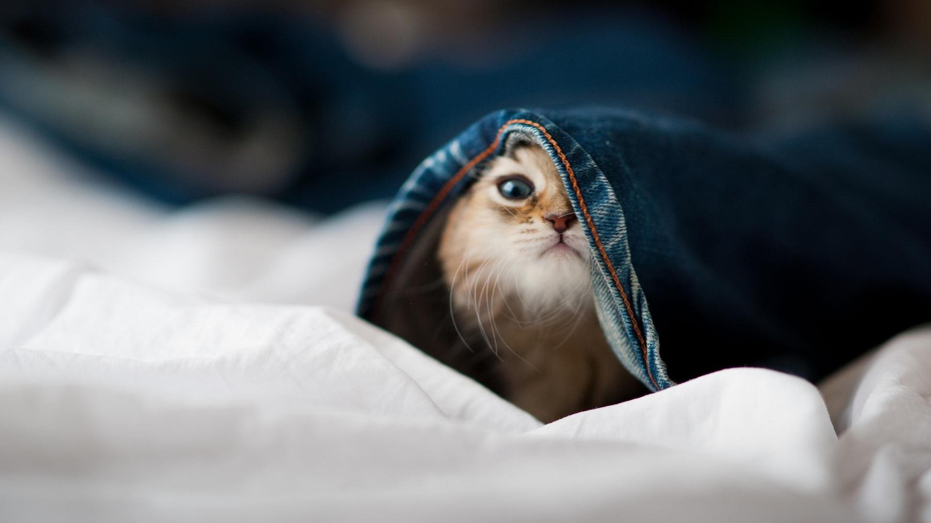 跳水决赛比利时女将冷静发挥,跳水比赛2020女子